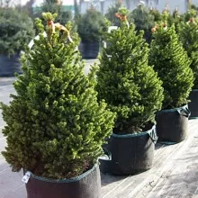 Ель обыкновенная Виллс Цверг v7,5 30-40 Tw 