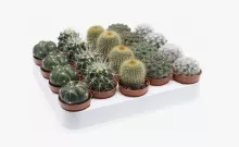 Кактус микс d5 h10 ЯР 