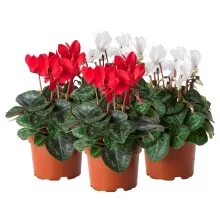 Цикламен d12 ХР 