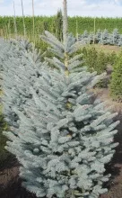 Ель колючая Фэт Альберт v7,5 50-60 Tw 