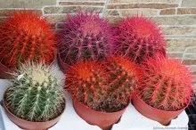 Кактус цветной d5,5 