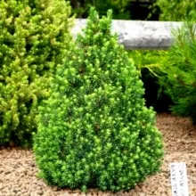 Ель канадская "Коника"  120-140см с20-35 