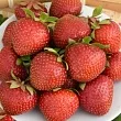 Корневище земляника садовая Соната 1 шт ИМ