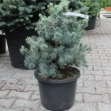 Растение ель колючая Мекки С12, 40-50см 