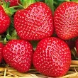 Корневище земляника садовая Корона 1 шт ИМ