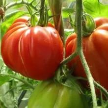 Семена томат Пузата хата 0,1 Аэлита 