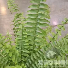 Нефролепис Грин Леди d12 h40 