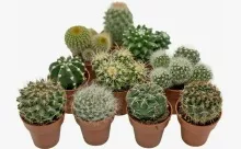 Кактус бол микс d8 h10 