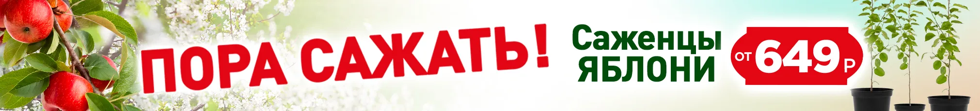 Саженцы яблони