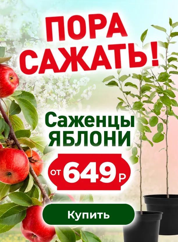 Саженцы яблони от 649 руб!