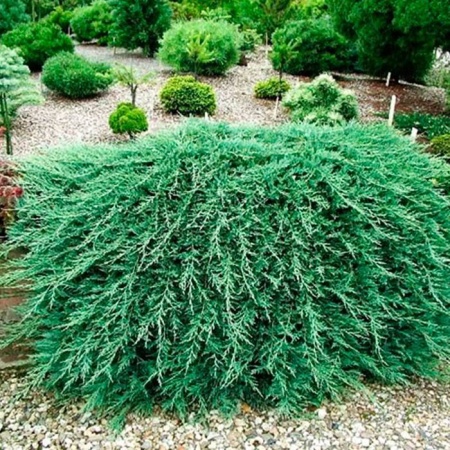 Растение можжевельник горизонтальный Гласиер с3, 30-40см 