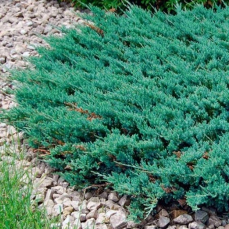 Растение можжевельник горизонтальный Блю Чип с3, 40-60см 