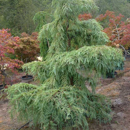 Растение метасеквоя Литл крими 100-125 см С7,5, Mt 