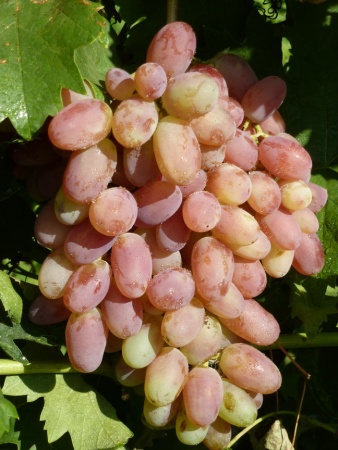 Виноград плодовый Потомок Ризамата, розовый v5 Tim 