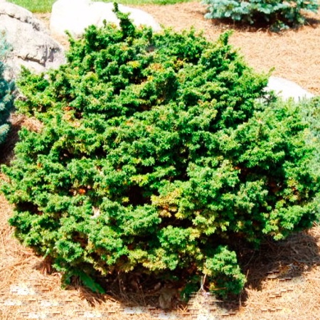 Растение тсуга канадская Гринвуд лэйк 25-30 см С3, Mt 