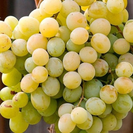 Виноград плодовый Талисман желтый v5 Tim 