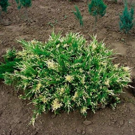 Растение можжевельник казацкий Вариегата с3, 30-40см 