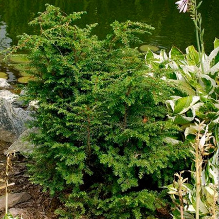 Растение тсуга канадская Мани Конес 60-80см 