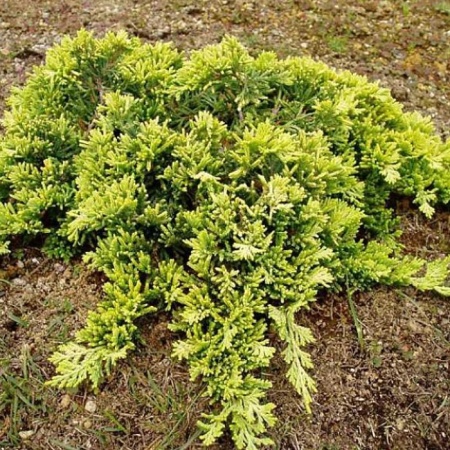 Растение можжевельник горизонтальный Голден Карпет с3, 30-40см 