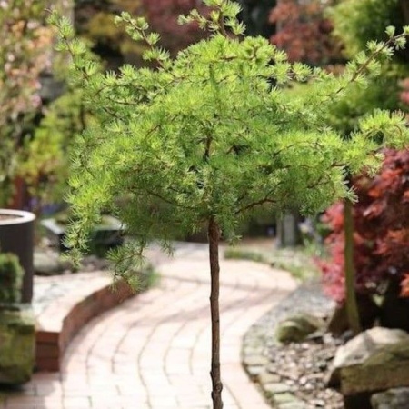 Растение лиственница кемпфера Диана 125-150 cm cont. 5,0L Mt 