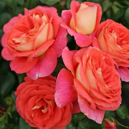 Роза флорибунда Золмерзонне v5 Lav 